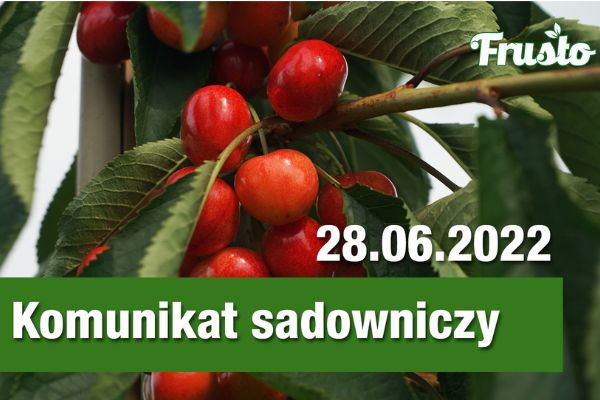 Komunikat sadowniczy 28.06.2022 / wysoka presja szkodników 